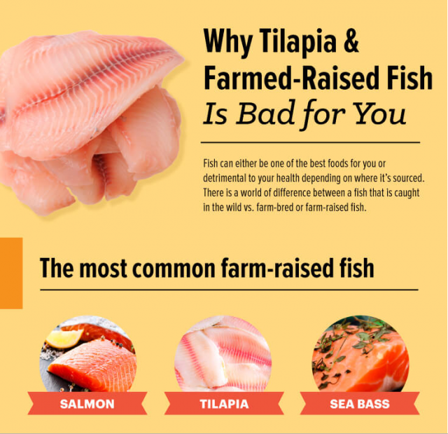 6 Reasons Tilapia Farming is Dangerous to Your Health The Physical